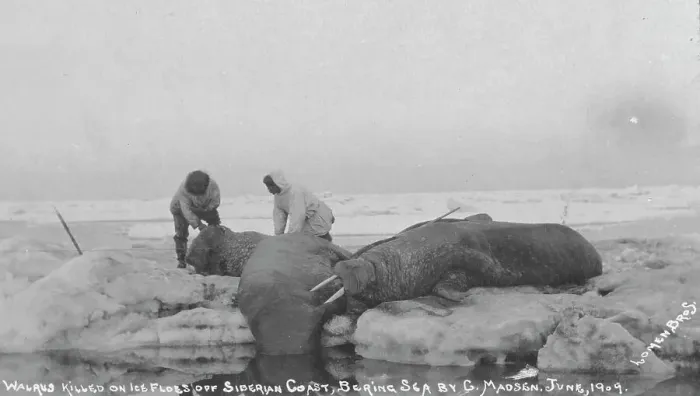 Framed Print : Walrus killed on ice floes off Siberian Coast, Bering Sea by G. Madsen, June 1909, 1909. Creator: Lomen Brothers Framed Print : Walrus killed on ice floes off Siberian Coast, Bering Sea by G. Madsen, June 1909, 1909. Creator: Lomen Brothers