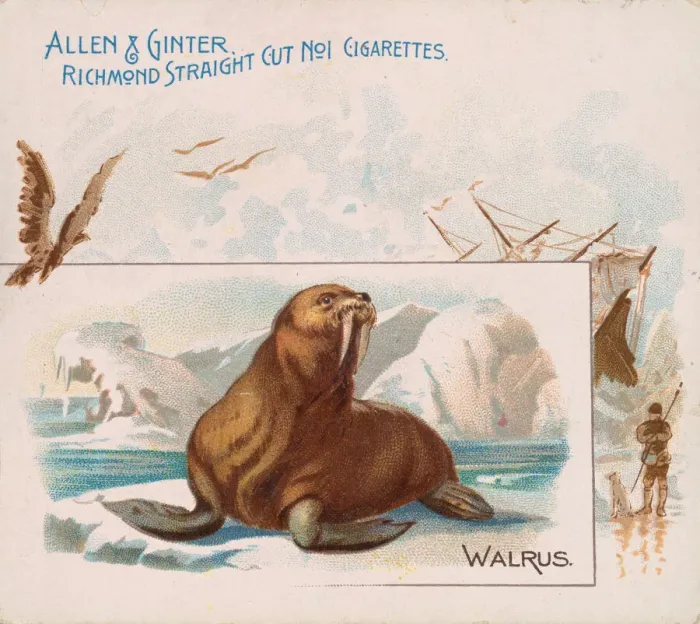 Framed Print : Walrus, from Quadrupeds series (N41) for Allen & Ginter Cigarettes, 1890 Framed Print : Walrus, from Quadrupeds series (N41) for Allen & Ginter Cigarettes, 1890