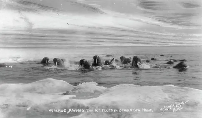 Framed Print : Walrus[es] among the ice floes in Bering Sea, between c1900 and c1930. Creator: Lomen Brothers