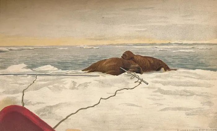 Framed Print : Walruses Killed Off The East Coast of the Taimyr Peninsula, 12th September 1893, (1897). Artist: Fridtjof Nansen Framed Print : Walruses Killed Off The East Coast of the Taimyr Peninsula, 12th September 1893, (1897). Artist: Fridtjof Nansen