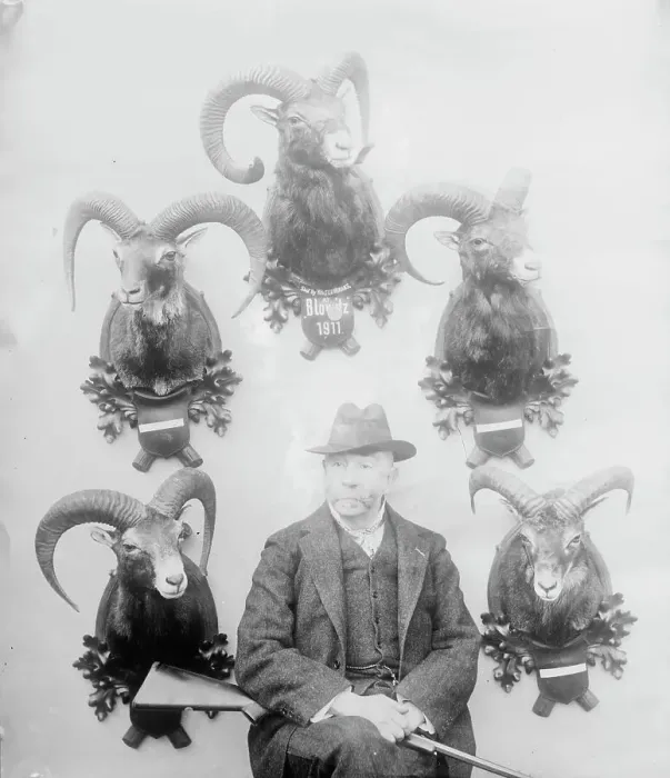 Framed Print : Walter Winans [with Mt. Sheep head trophies], between c1910 and c1915. Creator: Bain News Service