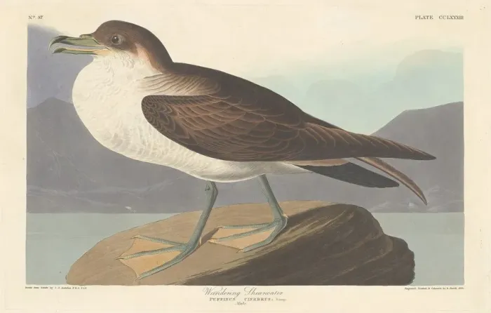 Framed Print : Wandering Shearwater, 1835. Creator: Robert Havell Framed Print : Wandering Shearwater, 1835. Creator: Robert Havell
