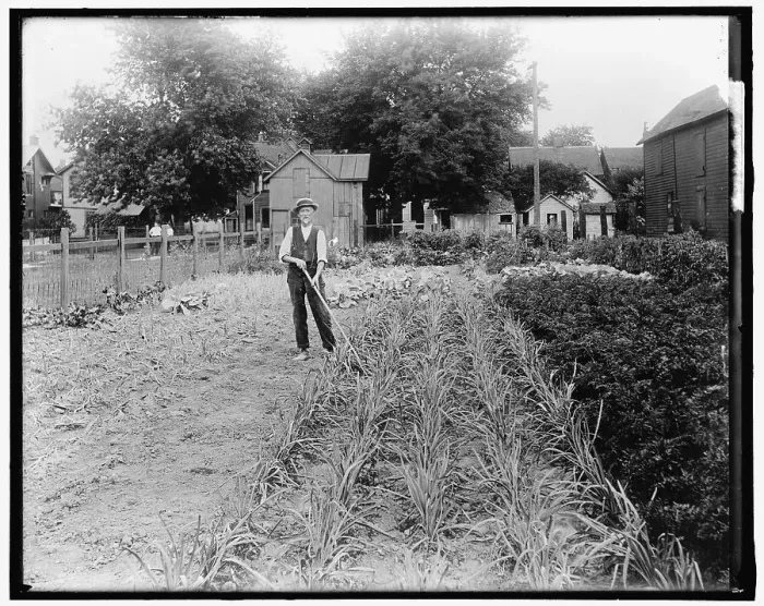 Framed Print : War Garden, between 1910 and 1920. Creator: Harris & Ewing. War Garden, between 1910 and 1920. Creator: Harris & Ewing Framed Print : War Garden, between 1910 and 1920. Creator: Harris & Ewing. War Garden, between 1910 and 1920. Creator: Harris & Ewing