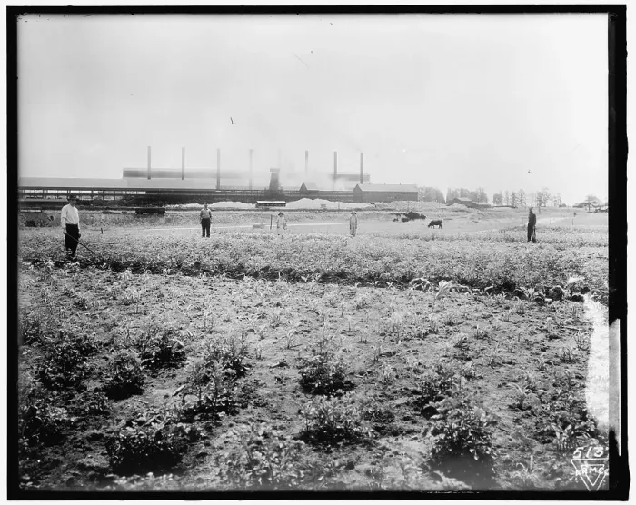 Framed Print : War Garden Commission, between 1910 and 1920. Creator: Harris & Ewing. War Garden Commission, between 1910 and 1920. Creator: Harris & Ewing Framed Print : War Garden Commission, between 1910 and 1920. Creator: Harris & Ewing. War Garden Commission, between 1910 and 1920. Creator: Harris & Ewing