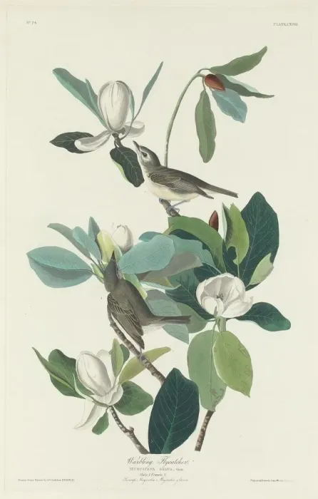 Framed Print : Warbling Flycatcher, 1831. Creator: Robert Havell Framed Print : Warbling Flycatcher, 1831. Creator: Robert Havell