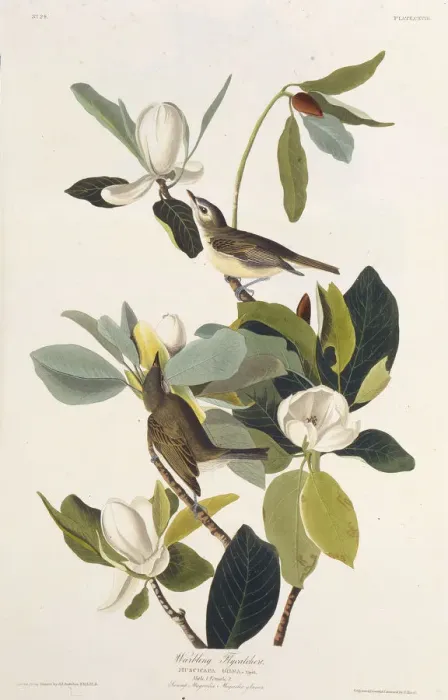 Framed Print : Warbling Flycatcher. From The Birds of America, 1827-1838. Creator: Audubon Framed Print : Warbling Flycatcher. From The Birds of America, 1827-1838. Creator: Audubon