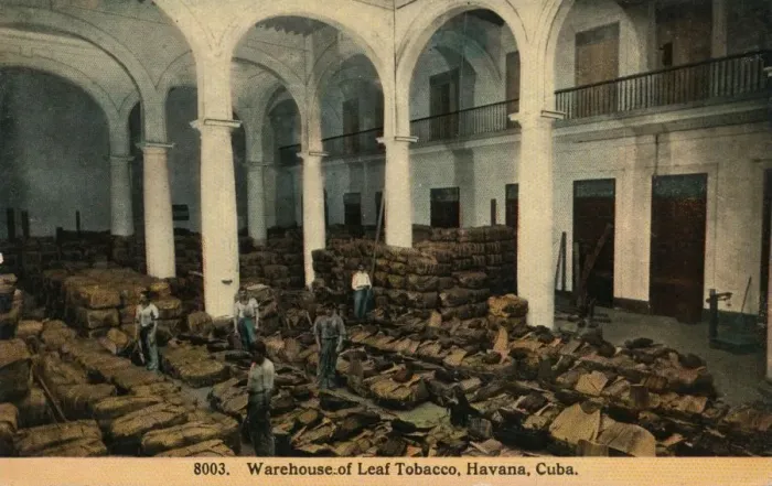 Framed Print : Warehouse of Leaf Tobacco, Havana, Cuba, c1910 Framed Print : Warehouse of Leaf Tobacco, Havana, Cuba, c1910