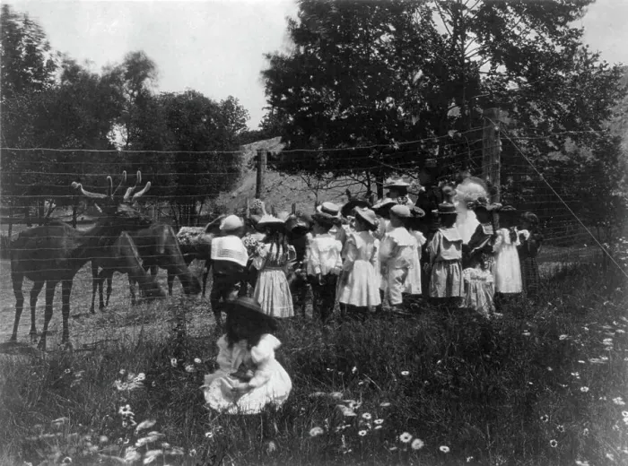 Framed Print : Washington, D.C. public schools - 6th Division class at zoo watching reindeer, (1899?). Creator: Frances Benjamin Johnston Framed Print : Washington, D.C. public schools - 6th Division class at zoo watching reindeer, (1899?). Creator: Frances Benjamin Johnston