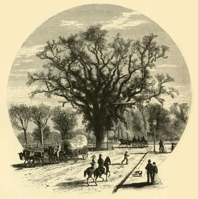 Framed Print : Washington Elm, Cambridge, 1874. Creator: John J. Harley Framed Print : Washington Elm, Cambridge, 1874. Creator: John J. Harley