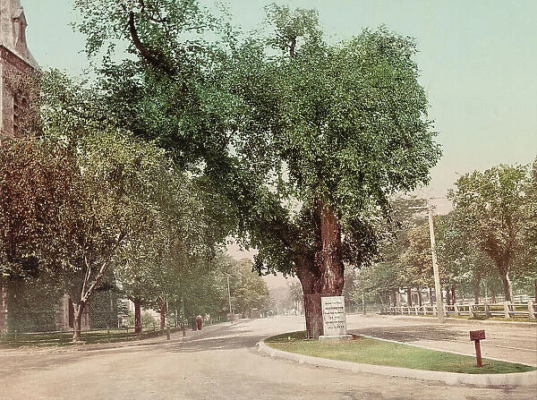 The Washington Elm, Cambridge, c1899. Creator: Unknown