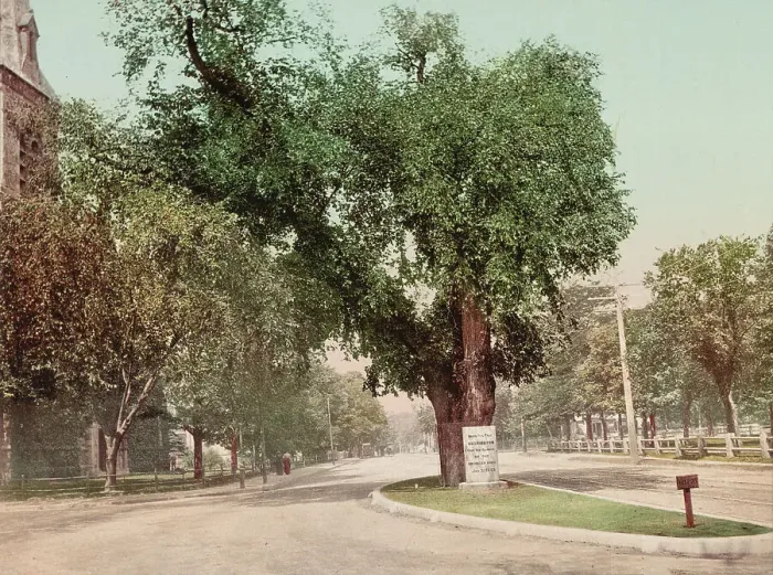 Framed Print : The Washington Elm, Cambridge, c1899. Creator: Unknown Framed Print : The Washington Elm, Cambridge, c1899. Creator: Unknown