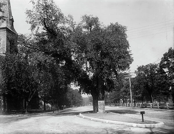 The Washington elm, Cambridge, Mass. between 1890 and 1920. Creator: Unknown