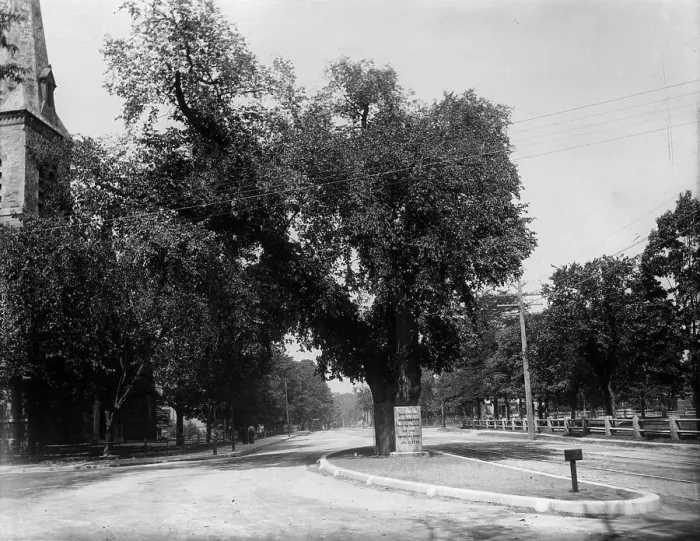 Framed Print : The Washington elm, Cambridge, Mass. between 1890 and 1920. Creator: Unknown Framed Print : The Washington elm, Cambridge, Mass. between 1890 and 1920. Creator: Unknown