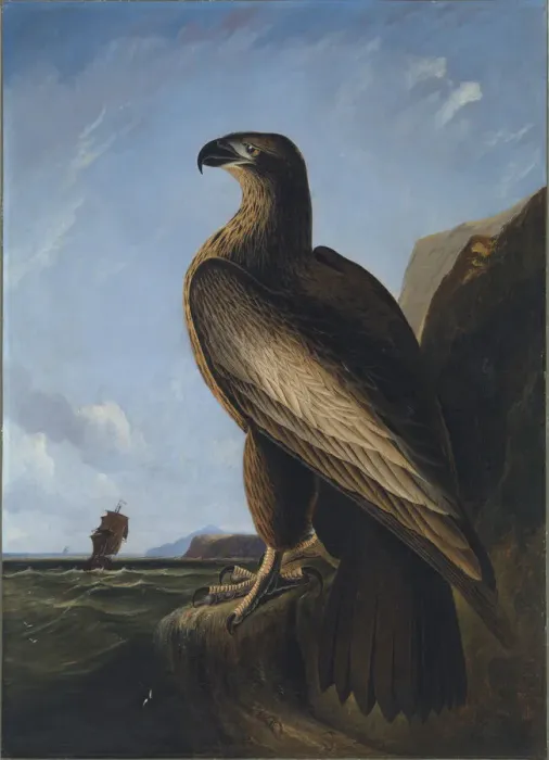 Framed Print : Washington Sea Eagle, ca. 1836-1839. Creator: John James Audubon Framed Print : Washington Sea Eagle, ca. 1836-1839. Creator: John James Audubon