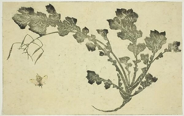 Wasp and turnip stalk, from 'The Picture Book of Realistic Paintings of Hokusai... Japan, c. 1814. Creator: Hokusai. Wasp and turnip stalk, from 'The Picture Book of Realistic Paintings of Hokusai... Japan, c. 1814. Creator: Hokusai