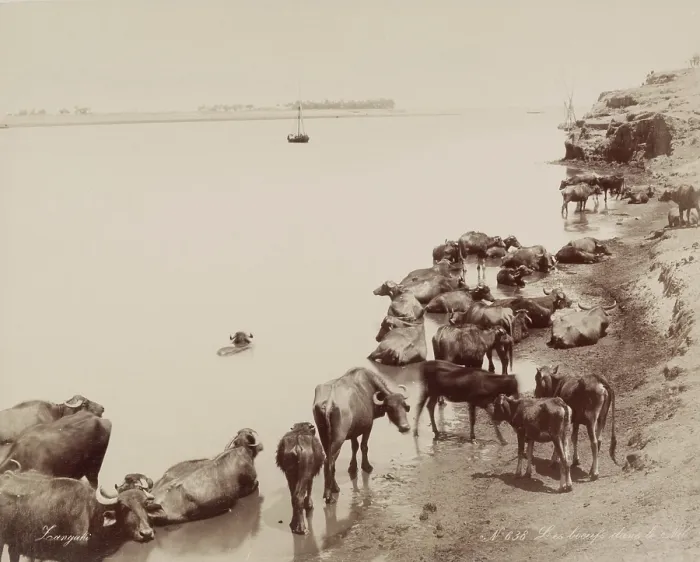 Framed Print : Water Buffalo in the Nile, 19th century. Creator: Zangaki Framed Print : Water Buffalo in the Nile, 19th century. Creator: Zangaki