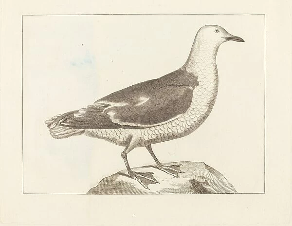 Water Fowl, early 19th century. Creator: Unknown