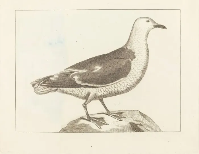 Framed Print : Water Fowl, early 19th century. Creator: Unknown Framed Print : Water Fowl, early 19th century. Creator: Unknown