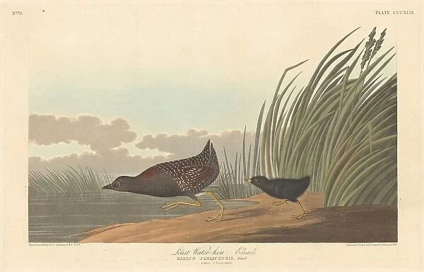 Least Water-hen, 1836. Creator: Robert Havell