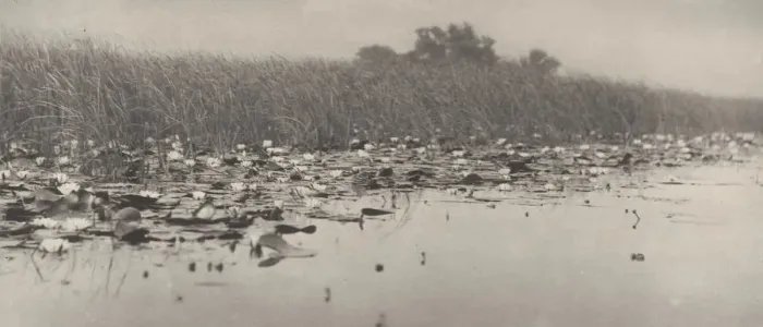 Framed Print : Water-Lilies, 1886. Creator: Dr Peter Henry Emerson Framed Print : Water-Lilies, 1886. Creator: Dr Peter Henry Emerson
