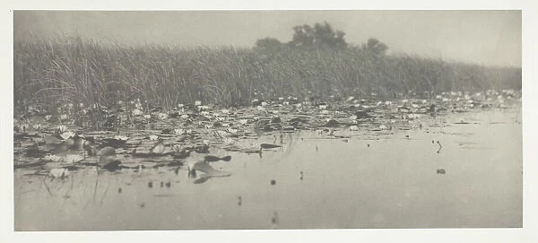 Water-Lilies, 1886. Creator: Peter Henry Emerson