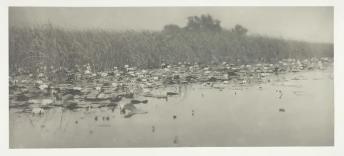 Framed Print : Water-Lilies, 1886. Creator: Peter Henry Emerson Framed Print : Water-Lilies, 1886. Creator: Peter Henry Emerson