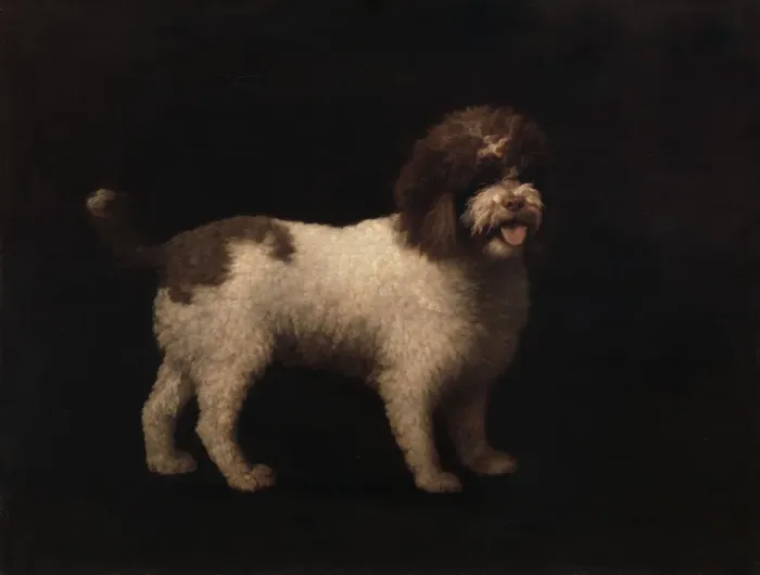 Framed Print : Water Spaniel, 1769. Creator: George Stubbs Framed Print : Water Spaniel, 1769. Creator: George Stubbs