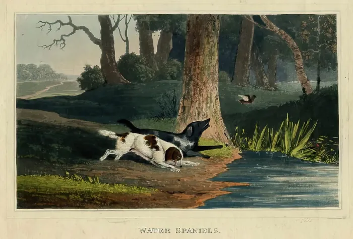 Framed Print : Water Spaniels, c1820s. Creator: Newton Smith Limbird Fielding Framed Print : Water Spaniels, c1820s. Creator: Newton Smith Limbird Fielding