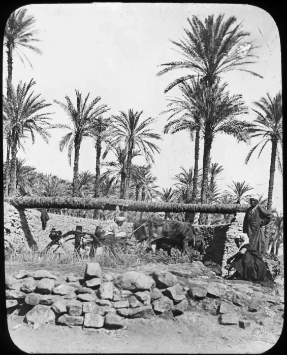 Framed Print : Water wheel, Egypt, c1890. Artist: Newton & Co Framed Print : Water wheel, Egypt, c1890. Artist: Newton & Co