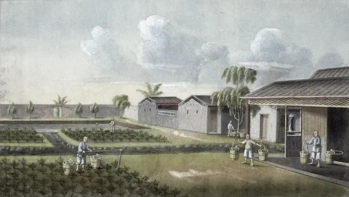 Framed Print : Watering tea plants, China, 19th century Framed Print : Watering tea plants, China, 19th century