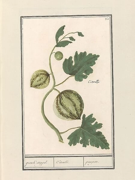 Watermelon (Citrullus vulgaris), 1596-1610. Creators: Anselmus de Boodt, Elias Verhulst