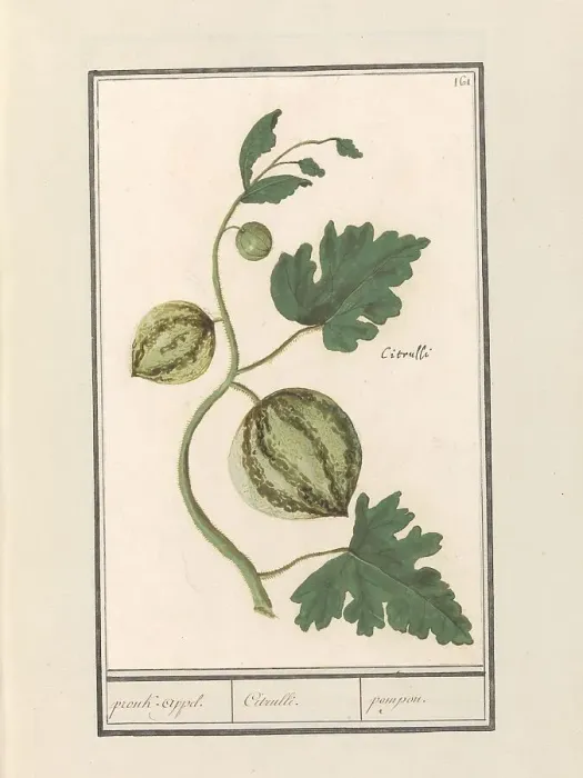 Framed Print : Watermelon (Citrullus vulgaris), 1596-1610. Creators: Anselmus de Boodt, Elias Verhulst Framed Print : Watermelon (Citrullus vulgaris), 1596-1610. Creators: Anselmus de Boodt, Elias Verhulst