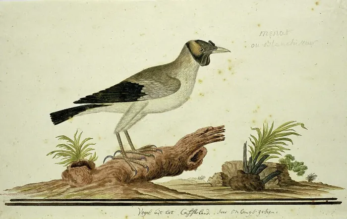 Framed Print : Wattled starling (Creatophora cinerea): a female, 1777-1786. Creator: Robert Jacob Gordon Framed Print : Wattled starling (Creatophora cinerea): a female, 1777-1786. Creator: Robert Jacob Gordon
