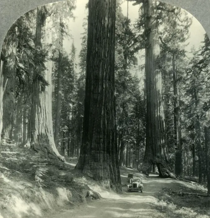 Framed Print : The Wawona Tunnel, Tree and Surrounding Forest, Mariposa Grove, Yosemite Nat. Park, Calif Framed Print : The Wawona Tunnel, Tree and Surrounding Forest, Mariposa Grove, Yosemite Nat. Park, Calif