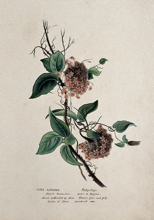 Framed Print : Wax plant (Hoya carnosa): flowering stem, (c1850?). Creator: Unknown Framed Print : Wax plant (Hoya carnosa): flowering stem, (c1850?). Creator: Unknown