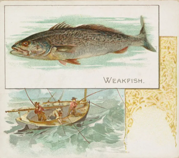 Framed Print : Weakfish, from Fish from American Waters series (N39) for Allen & Ginter Cigarettes Framed Print : Weakfish, from Fish from American Waters series (N39) for Allen & Ginter Cigarettes