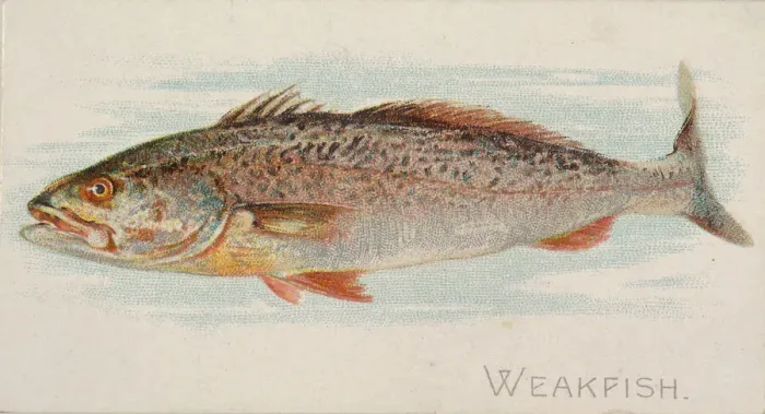 Framed Print : Weakfish, from the Fish from American Waters series (N8) for Allen & Framed Print : Weakfish, from the Fish from American Waters series (N8) for Allen &