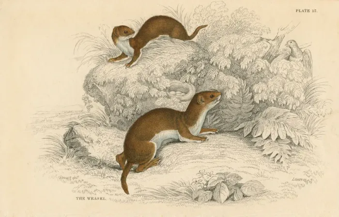 Framed Print : Weasel (Putorius nivalis / Mustela vulgaris), the smallest European carnivore, 1828 Framed Print : Weasel (Putorius nivalis / Mustela vulgaris), the smallest European carnivore, 1828