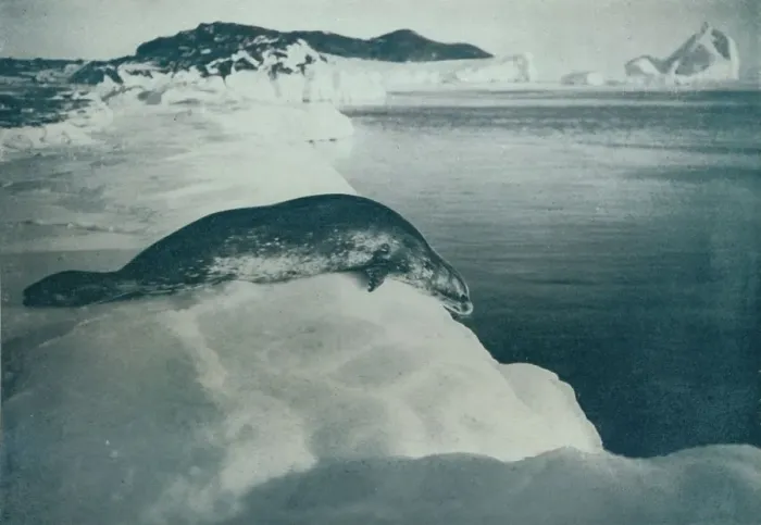 Framed Print : A Weddell Seal About To Dive, c1911, (1913). Artist: Herbert Ponting Framed Print : A Weddell Seal About To Dive, c1911, (1913). Artist: Herbert Ponting