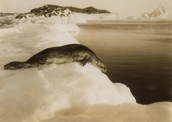 A weddell seal about to dive at West Beach, Cape Evans, Antarctica, 1911. Artist: Herbert Ponting