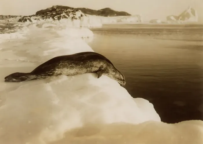 Framed Print : A weddell seal about to dive at West Beach, Cape Evans, Antarctica, 1911. Artist: Herbert Ponting Framed Print : A weddell seal about to dive at West Beach, Cape Evans, Antarctica, 1911. Artist: Herbert Ponting