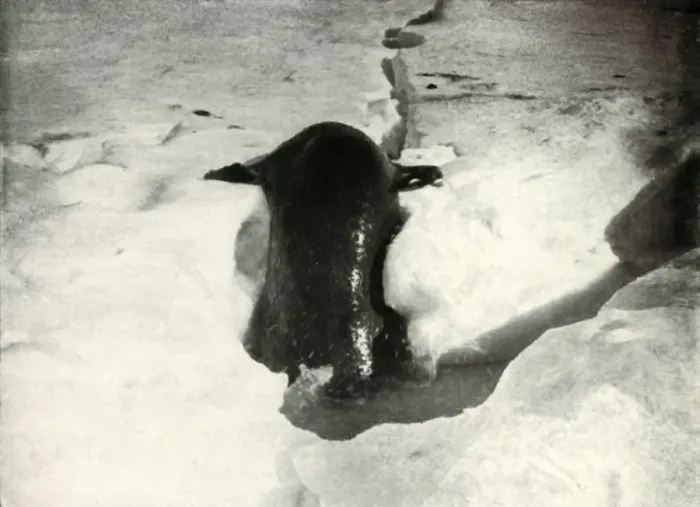 Framed Print : A Weddell Seal Getting On To The Ice, November 1911, (1913). Artist: Herbert Ponting Framed Print : A Weddell Seal Getting On To The Ice, November 1911, (1913). Artist: Herbert Ponting