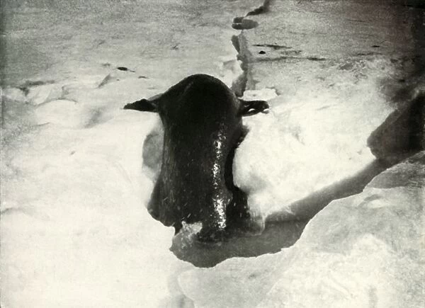 A Weddell Seal Getting On To The Ice, November 1911, (1913). Artist: Herbert Ponting