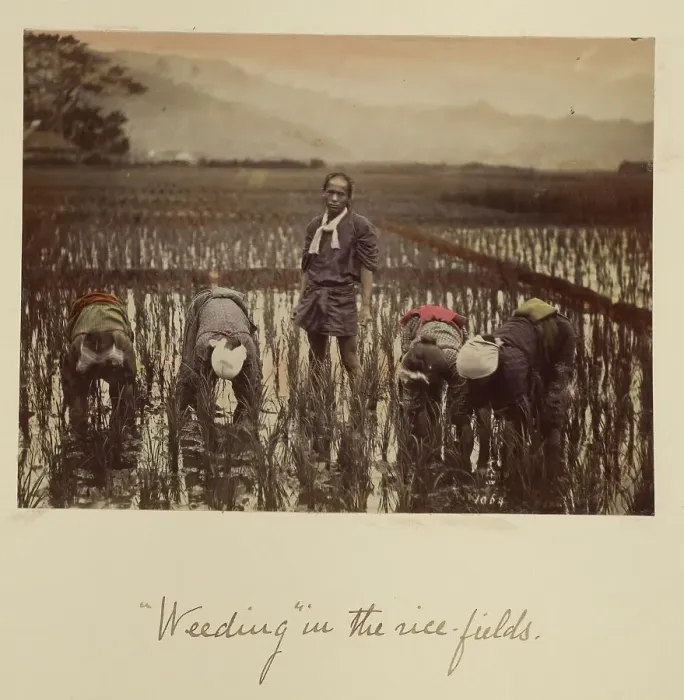 Framed Print : Weeding in the rice fields, about 1873-1883. Creator: Shinichi Suzuki I Framed Print : Weeding in the rice fields, about 1873-1883. Creator: Shinichi Suzuki I