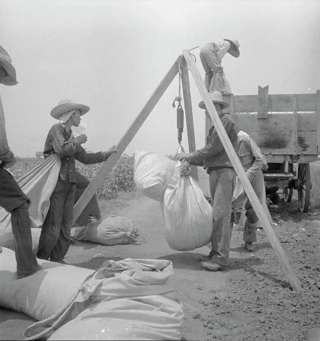 Framed Print : Weighing cotton near Robstown, Texas, 1936. Creator: Dorothea Lange Framed Print : Weighing cotton near Robstown, Texas, 1936. Creator: Dorothea Lange