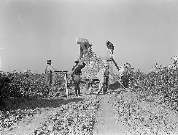 Weighing in cotton, San Joaquin Valley, California, 1936. Creator: Dorothea Lange