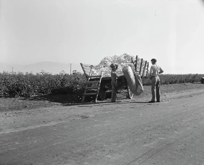Framed Print : Weighing in cotton, Southern San Joaquin Valley, California, 1936. Creator: Dorothea Lange Framed Print : Weighing in cotton, Southern San Joaquin Valley, California, 1936. Creator: Dorothea Lange