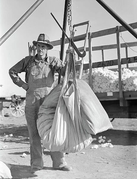 Weighing in cotton, Southern San Joaquin Valley, California, 1936. Creator: Dorothea Lange