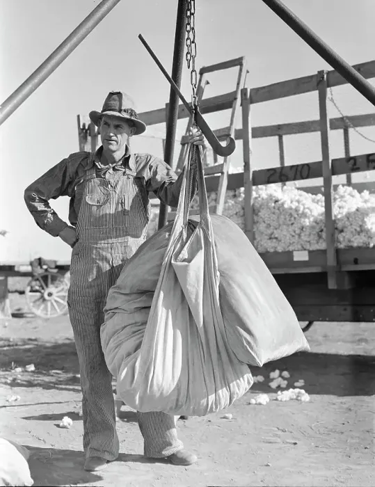 Framed Print : Weighing in cotton, Southern San Joaquin Valley, California, 1936. Creator: Dorothea Lange Framed Print : Weighing in cotton, Southern San Joaquin Valley, California, 1936. Creator: Dorothea Lange