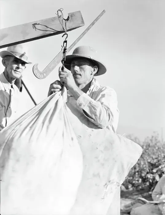 Framed Print : Weighing in cotton, Southern San Joaquin Valley, California, 1936. Creator: Dorothea Lange Framed Print : Weighing in cotton, Southern San Joaquin Valley, California, 1936. Creator: Dorothea Lange